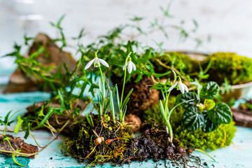 Moss and spring plants needed to make a kokedama.
