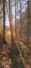 Wald im goldenen Sonnenlicht bei Sonnenuntergang