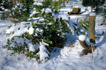 Winter, snow, trees, landscape