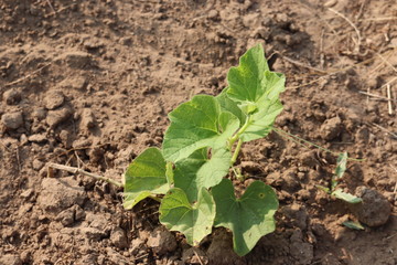 Sprouted growing small bottle gourd plant in farm