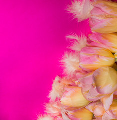Fototapeta premium yellow tulips and feathers on pink background