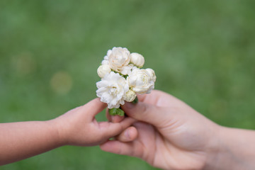 Little girl Gives Her Mother jasminum sambac. Mom And Daughter Hands, mother day.	