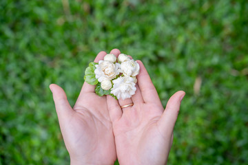 Woman's hands holding Jasminum sambac, Arabian Jasmine, fragrant Flower in garden. 