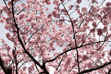 Image of Cherry blossoms and sky