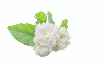 Jasminum sambac, Arabian Jasmine, fragrant Flower on white background, copy space.