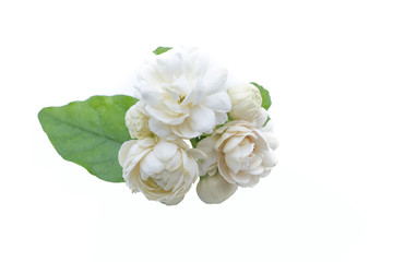 Jasminum sambac, Arabian Jasmine, fragrant Flower on white background, copy space.