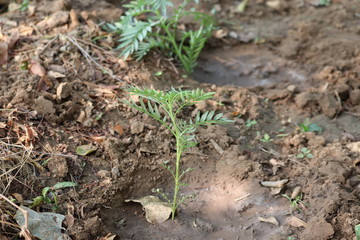 marigold plant micro shot image