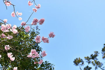 Image of cherry tree blossom