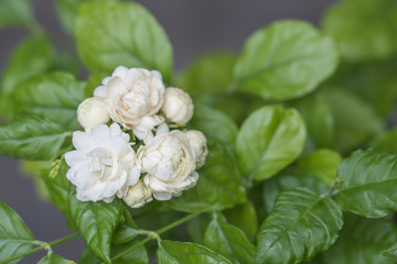 Beautiful blossom jasminum sambac in garden