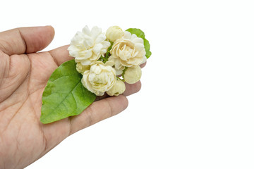 Man's hand holding jasminum sambac isolated on white background.