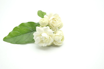 Jasminum sambac, Arabian Jasmine, fragrant Flower on white background, copy space.