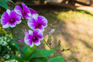 Purple or Violet orchid with green leaves and flowerpot blurred background.