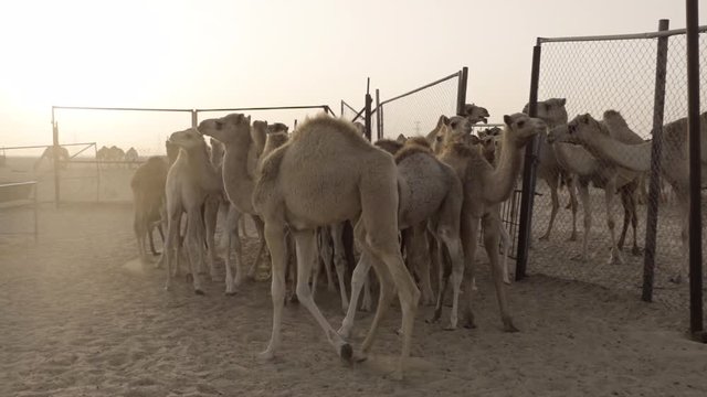 Camel Farm in the Dubai dessert