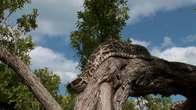 A huge python snake lays motion perched on a tree branch in the sun