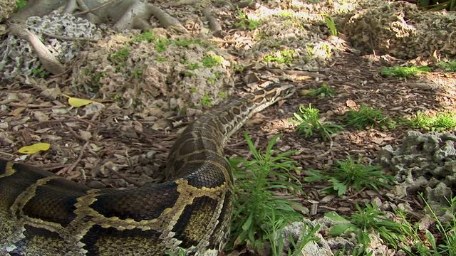 An extremely large snake slithers along the jungle floor