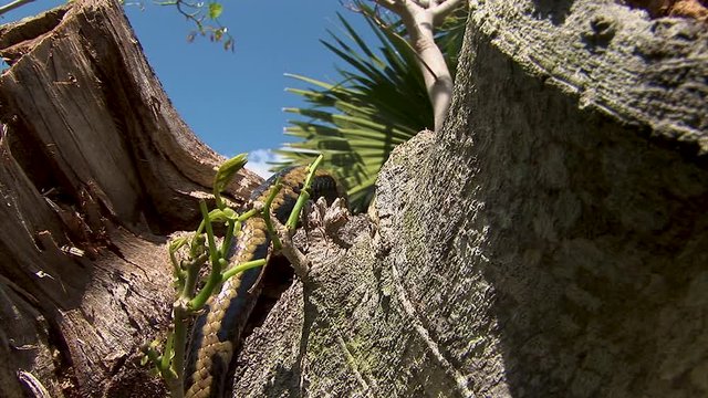The tip of  a snake tail disappears over the edge of a tree stump