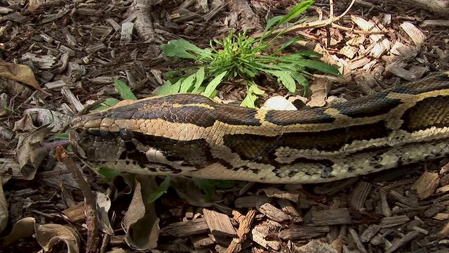 A closeup snake flicking its tongue as it glides along the leaf covered forest floor