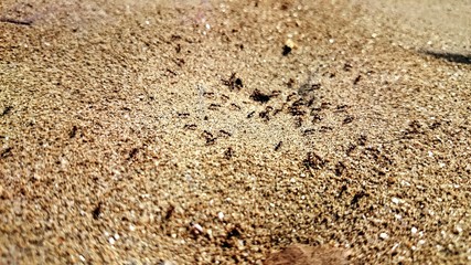 Ants in grainy dry sand