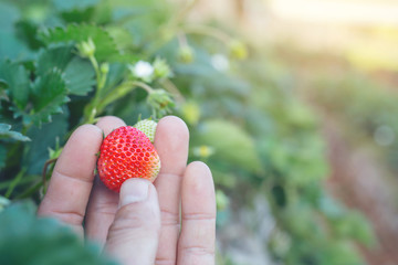 Choosing strawberries in an strawberry plantation