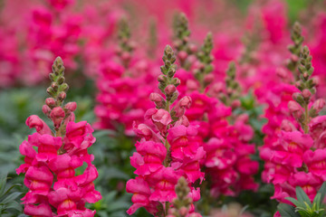 Obraz premium Pink snapdragon flower is a beautiful bloom in a flower garden.