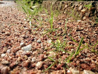 Micro rocks and grasses.
