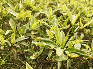 Organic light green leaves 