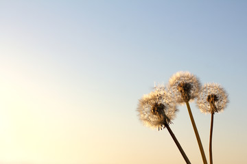 Fototapeta premium Three fluffy dandelions against the sky. soft spring sunsets