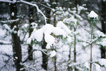  forest in the frost. Winter landscape. Snow covered trees