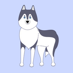 Obraz premium Standing husky dog on blue background. Vector illustration in cute cartoon style