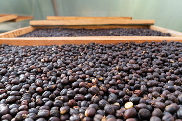 Red berries raw coffee beans with shell in dry process in tray preparing for coffee roaster in...