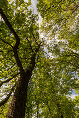 Wide angle view of a tall tree in Spring from an extremely low point of view