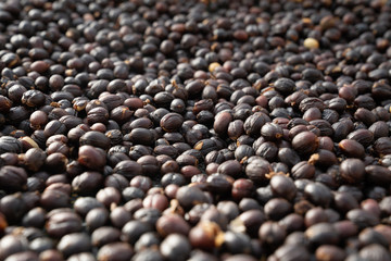 Red berries raw coffee beans with shell in water process to sort out the quality berries to  preparing for coffee roaster in factory
