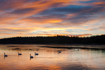 Naklejka premium white swans at sunrise under colorful sky