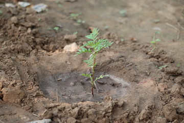 marigold plant close shot image