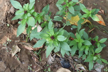 Basil plants beginning to flower