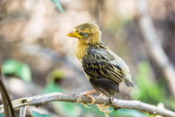 Bird sleeping on a branch