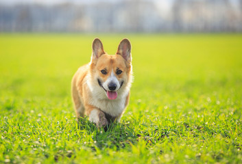 cute puppy dog red Welsh Corgi runs merrily through the green grass in a Sunny spring meadow