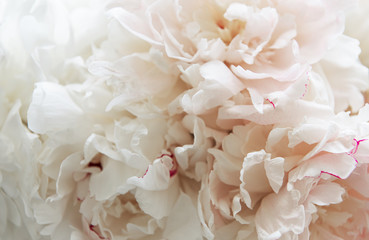 Peony flowers as a background