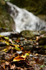 stream in forest