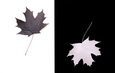 black and white maple leaves, symmetry