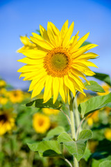 Obraz premium Sunflower flowers on blue sky background