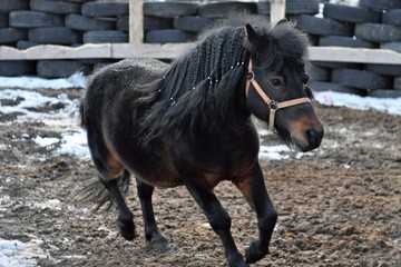 The golop chestnut pony in the paddock