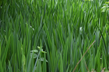 Tall green grass like leaves of iris