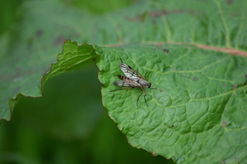 Naklejka premium Small fly on a leaf