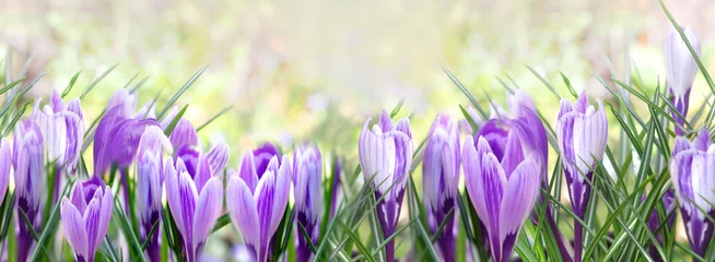 Fotobehang Krokus beautiful flowers of crocus blooming  in panoramic view  © coco