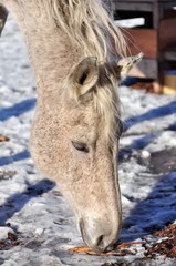 Grey horse takes a wand