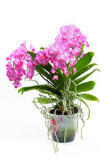 Pink orchid isolated on a white background. - Image