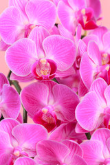 Obraz na płótnie Canvas Pink orchid close up view background. - Image