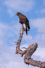 Falcon, used for falconry, perched on a tree branch