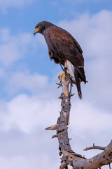 Falcon, used for falconry, perched on a tree branch